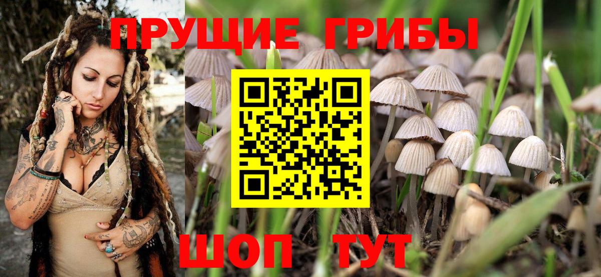 Кольчугино  Псилоцибиновые грибы Psilocybe  Вход с VPN  Галлюциногенные грибы MAGIC MUSHROOMS 